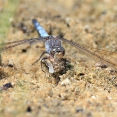 Orthetrum caledonicum at Lake Conjola, NSW - 22 Jan 2016