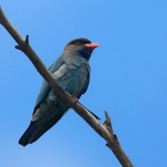 Eurystomus orientalis (Dollarbird) at Conjola Bushcare - 22 Jan 2016 by CharlesDove