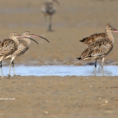 Numenius madagascariensis (Eastern Curlew) at Comerong Island, NSW - 20 Jan 2016 by CharlesDove