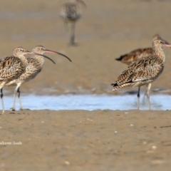 Numenius madagascariensis (Eastern Curlew) at Comerong Island, NSW - 20 Jan 2016 by CharlesDove