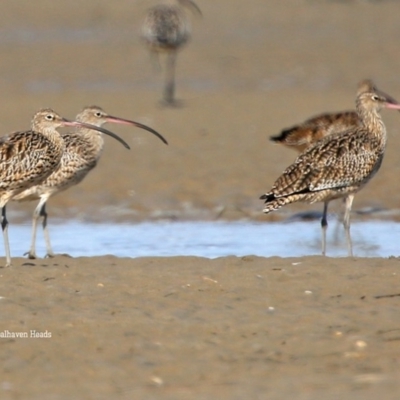 Numenius madagascariensis (Eastern Curlew) at Comerong Island, NSW - 19 Jan 2016 by Charles Dove