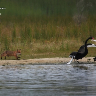 Cygnus atratus (Black Swan) at Culburra Beach - Lake Wollumboola Bushcare - 19 Jan 2016 by Charles Dove