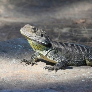 Intellagama lesueurii howittii at Bomaderry Creek Regional Park - 20 Jan 2016 12:00 AM