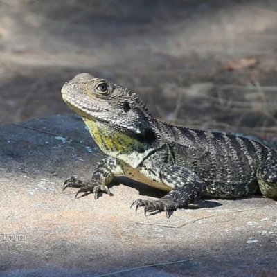 Intellagama lesueurii howittii (Gippsland Water Dragon) at Bomaderry Creek Walking Track - 19 Jan 2016 by CharlesDove