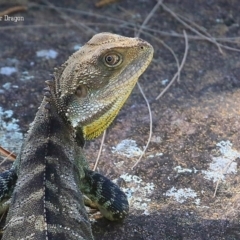 Intellagama lesueurii howittii at Bomaderry Creek Regional Park - 20 Jan 2016