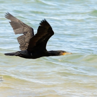 Phalacrocorax carbo (Great Cormorant) at Wairo Beach and Dolphin Point - 17 Jan 2016 by Charles Dove