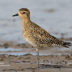 Pluvialis fulva (Pacific Golden-Plover) at Comerong Island, NSW - 19 Jan 2016 by Charles Dove