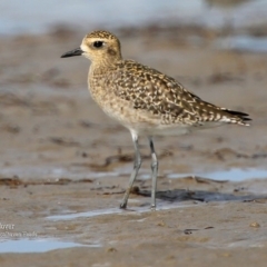 Pluvialis fulva at Comerong Island, NSW - 20 Jan 2016