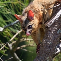 Phalangeridae (family) (Brushtail Possums) at Wairo Beach and Dolphin Point - 17 Jan 2016 by Charles Dove