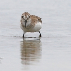 Calidris ruficollis (Red-necked Stint) at Jervis Bay National Park - 21 Jan 2016 by Charles Dove