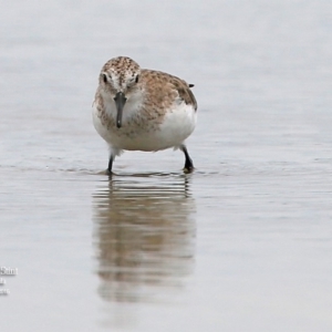 Calidris ruficollis at Jervis Bay National Park - 22 Jan 2016