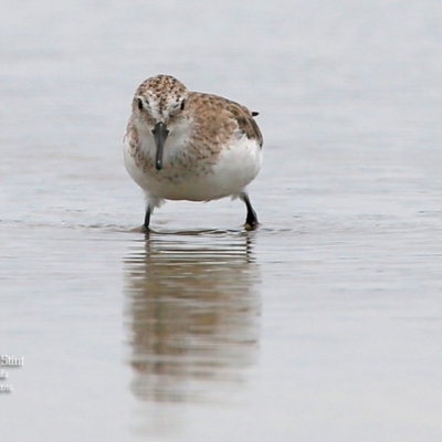 Calidris ruficollis (Red-necked Stint) at Jervis Bay National Park - 22 Jan 2016 by CharlesDove