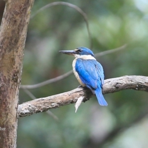 Todiramphus sanctus at Lake Conjola, NSW - 20 Jan 2016