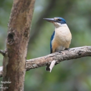 Todiramphus sanctus at Lake Conjola, NSW - 20 Jan 2016 12:00 AM