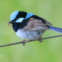 Malurus cyaneus (Superb Fairywren) at Fishermans Paradise, NSW - 21 Jan 2016 by CharlesDove