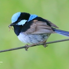 Malurus cyaneus (Superb Fairywren) at Hazel Rowbotham Reserve Walking Track - 20 Jan 2016 by Charles Dove