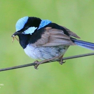 Malurus cyaneus (Superb Fairywren) at Hazel Rowbotham Reserve Walking Track - 20 Jan 2016 by Charles Dove