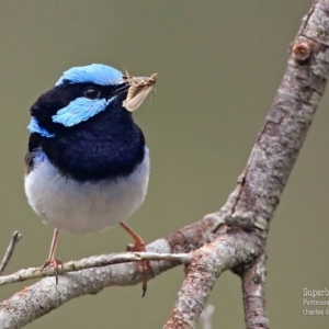 Malurus cyaneus at Lake Conjola, NSW - 20 Jan 2016