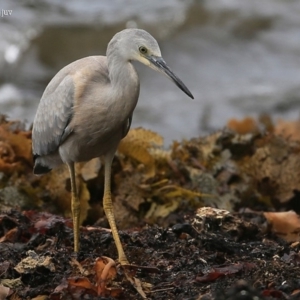 Egretta novaehollandiae at Ulladulla, NSW - 19 Jan 2016