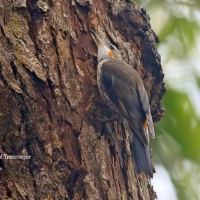 Cormobates leucophaea (White-throated Treecreeper) at Lake Conjola, NSW - 19 Jan 2016 by Charles Dove