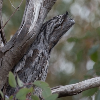 Podargus strigoides (Tawny Frogmouth) at Murrumbateman, NSW - 18 Jun 2018 by SallyandPeter