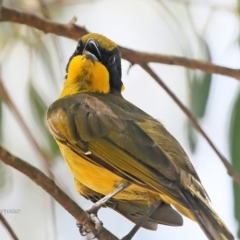 Lichenostomus melanops (Yellow-tufted Honeyeater) at Bomaderry, NSW - 21 Jan 2016 by CharlesDove