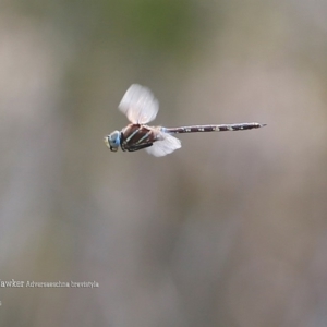 Adversaeschna brevistyla at Lake Conjola, NSW - 9 Jan 2016