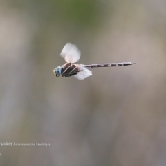 Adversaeschna brevistyla (Blue-spotted Hawker) at Conjola Bushcare - 8 Jan 2016 by Charles Dove