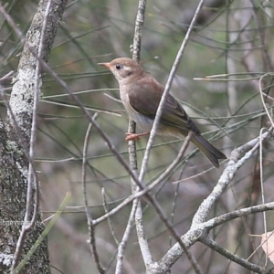 Melithreptus brevirostris at Lake Conjola, NSW - 14 Jan 2016