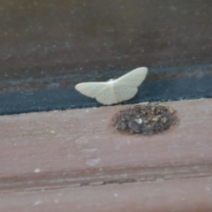 Scopula (genus) (A wave moth) at Wamboin, NSW - 28 Feb 2018 by natureguy