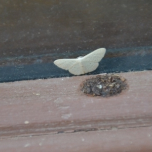 Scopula (genus) at Wamboin, NSW - 28 Feb 2018 09:00 PM