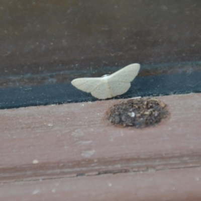 Scopula (genus) (A wave moth) at Wamboin, NSW - 28 Feb 2018 by natureguy