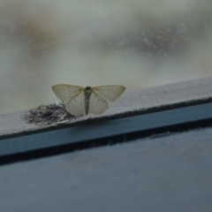 Scopula (genus) at Wamboin, NSW - 28 Feb 2018 09:00 PM