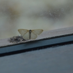 Scopula (genus) at Wamboin, NSW - 28 Feb 2018 09:00 PM