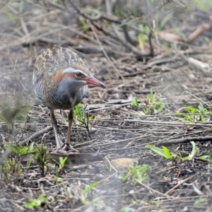 Gallirallus philippensis at Lake Conjola, NSW - 6 Jan 2016 12:00 AM