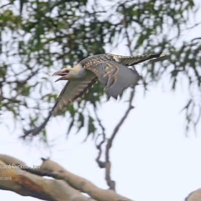 Scythrops novaehollandiae (Channel-billed Cuckoo) at Burrill Lake, NSW - 11 Jan 2016 by Charles Dove