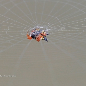 Austracantha minax at Lake Conjola, NSW - 15 Jan 2016 12:00 AM