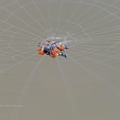 Austracantha minax (Christmas Spider, Jewel Spider) at Lake Conjola, NSW - 14 Jan 2016 by Charles Dove