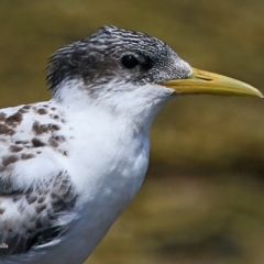 Thalasseus bergii (Crested Tern) at South Pacific Heathland Reserve - 11 Jan 2016 by Charles Dove