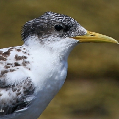 Thalasseus bergii (Crested Tern) at South Pacific Heathland Reserve - 12 Jan 2016 by Charles Dove