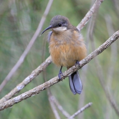 Acanthorhynchus tenuirostris (Eastern Spinebill) at Narrawallee Creek Nature Reserve - 14 Jan 2016 by Charles Dove