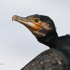 Phalacrocorax carbo (Great Cormorant) at South Pacific Heathland Reserve - 11 Jan 2016 by Charles Dove