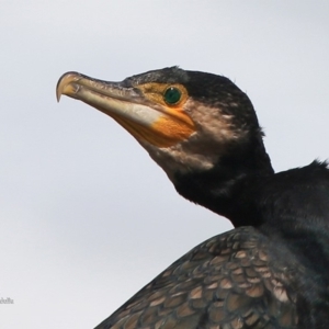 Phalacrocorax carbo at South Pacific Heathland Reserve - 12 Jan 2016