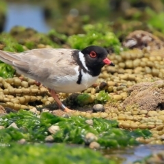 Charadrius rubricollis (Hooded Plover) at South Pacific Heathland Reserve - 12 Jan 2016 by CharlesDove