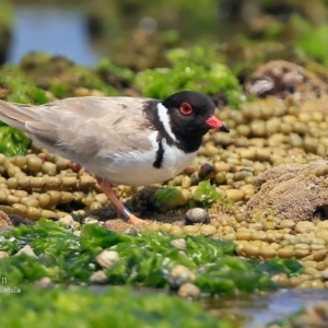 Charadrius rubricollis at suppressed - 12 Jan 2016