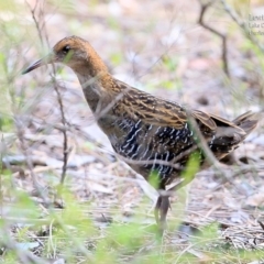 Lewinia pectoralis (Lewin's Rail) at Lake Conjola, NSW - 14 Jan 2016 by CharlesDove