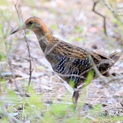 Lewinia pectoralis (Lewin's Rail) at Lake Conjola, NSW - 14 Jan 2016 by CharlesDove