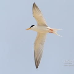 Sternula albifrons at Cunjurong Point, NSW - 15 Jan 2016