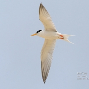 Sternula albifrons at Cunjurong Point, NSW - 15 Jan 2016