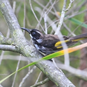 Phylidonyris novaehollandiae at Conjola Bushcare - 15 Jan 2016